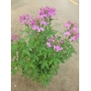 CLEOME