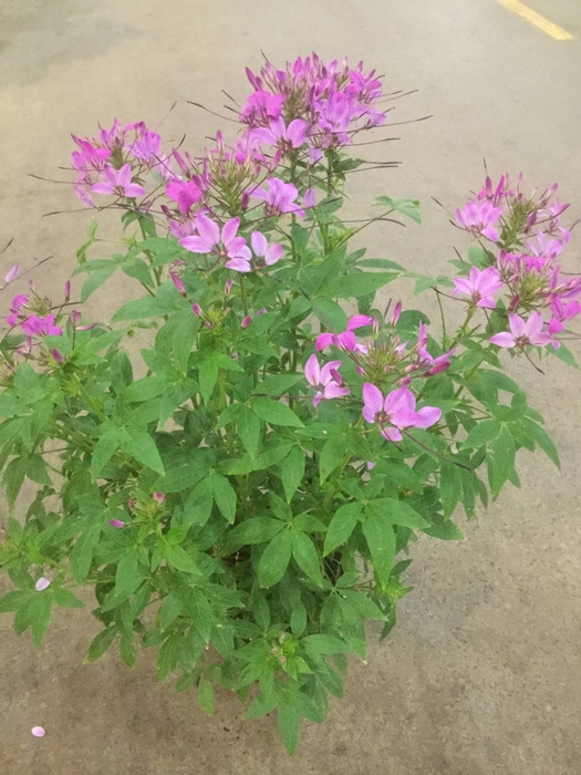 CLEOME