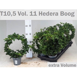 HED HE OV GROEN