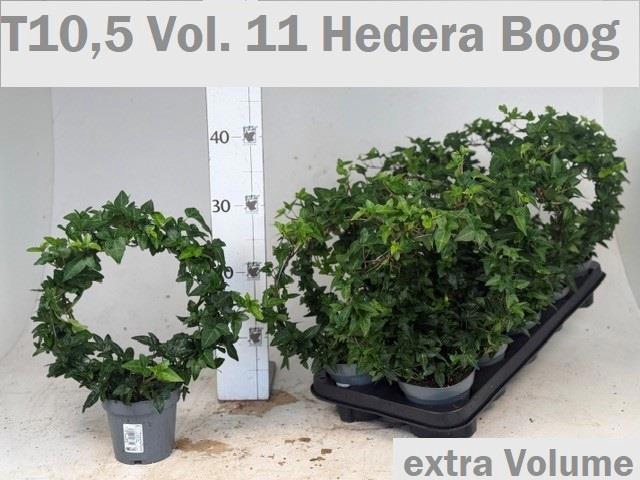 <h4>HED HE OV GROEN</h4>