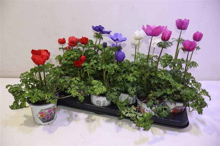 <h4>Anem Co Harm Gem</h4>