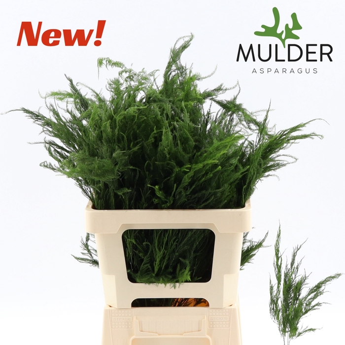 <h4>Asparagus setaceus Pyramidalis</h4>