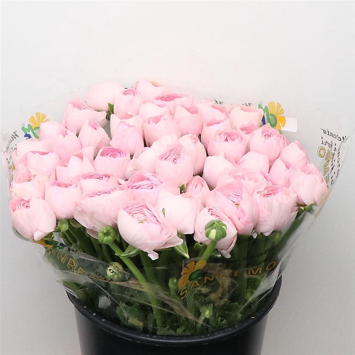 <h4>Ran Su Sr 416 Pin Super</h4>