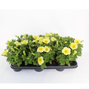 Petunia Sunshine Ray