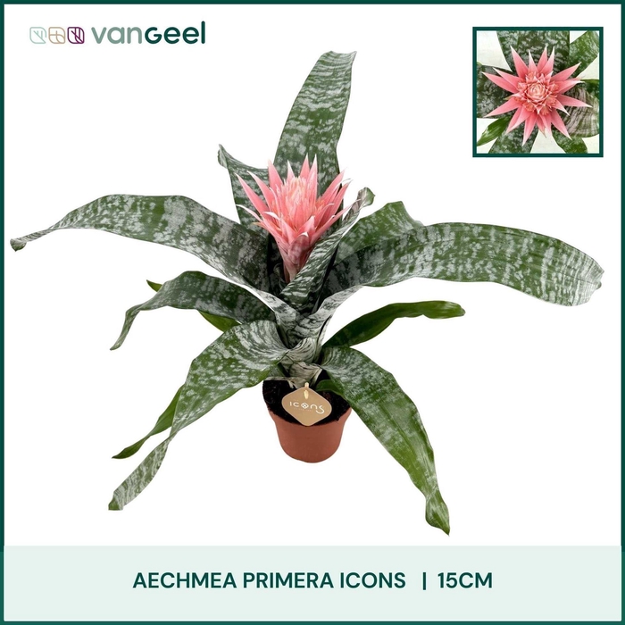 <h4>Aechmea fasciata 'Primera'</h4>