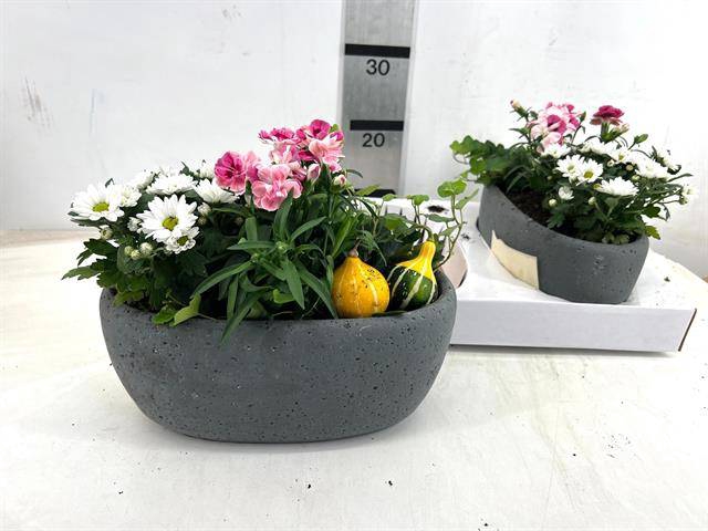 <h4>Arr Tuinplanten</h4>