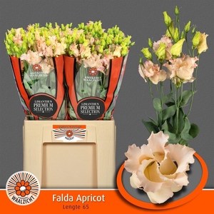 Eus E Falda Apricot