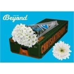 <h4>CHRYSANTHEMUM TR 'BALTICA'</h4>