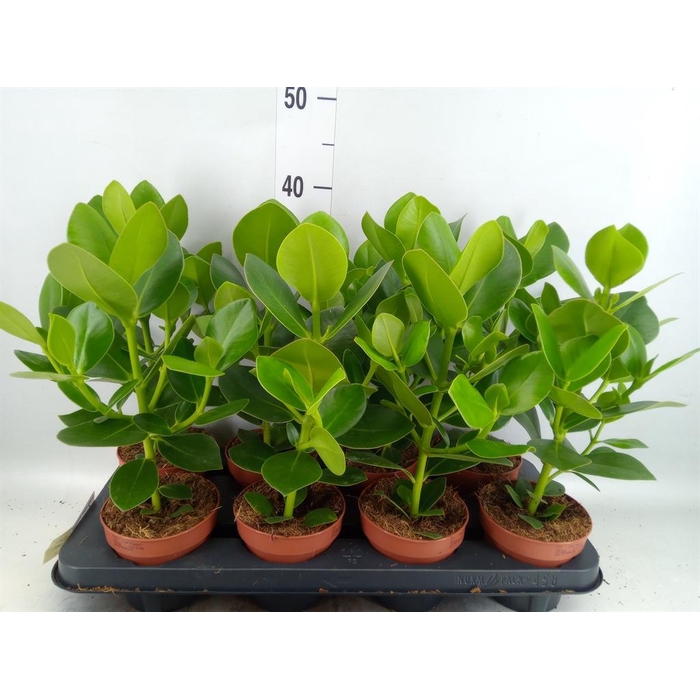 <h4>Clusia rosea 'Princess'</h4>