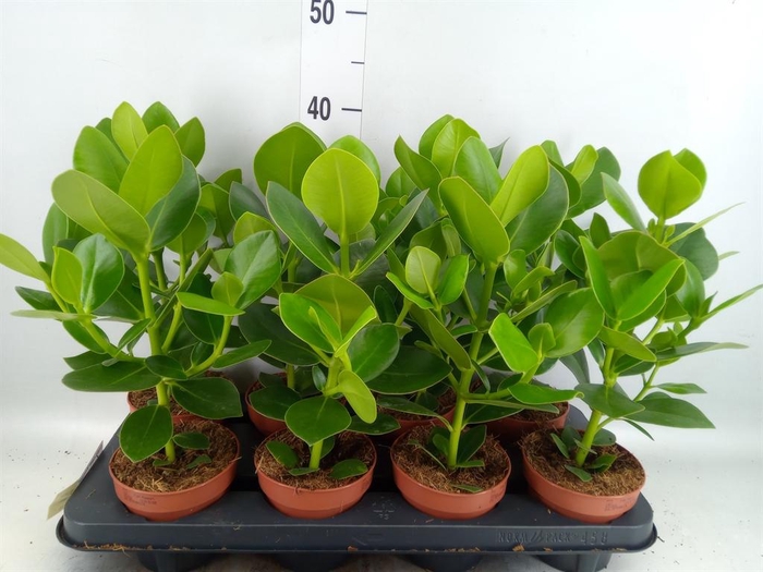 Clusia rosea 'Princess'