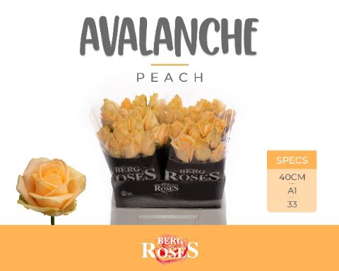 <h4>Rozen R GR Avalanche Peach x60</h4>