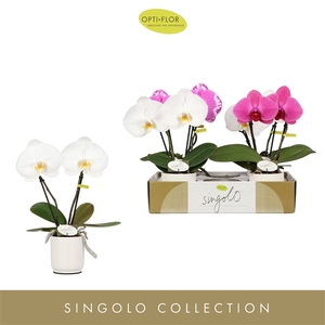 Singolo & Co Mix in Lazio White