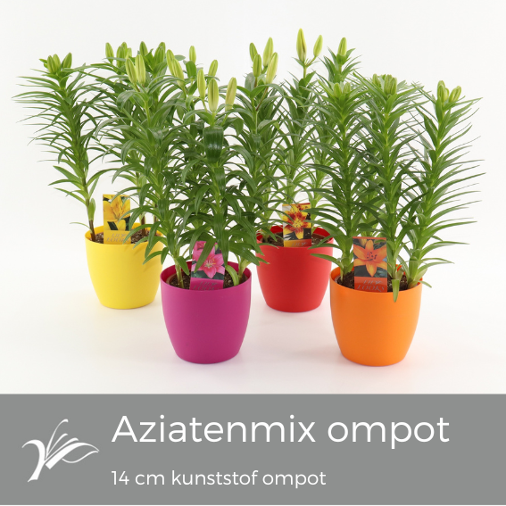 <h4>Lilium aziatenmix kunststof ompot 14 cm (az. lelie)</h4>