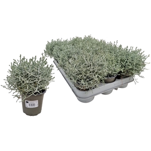 LEUCOPH BROWNII