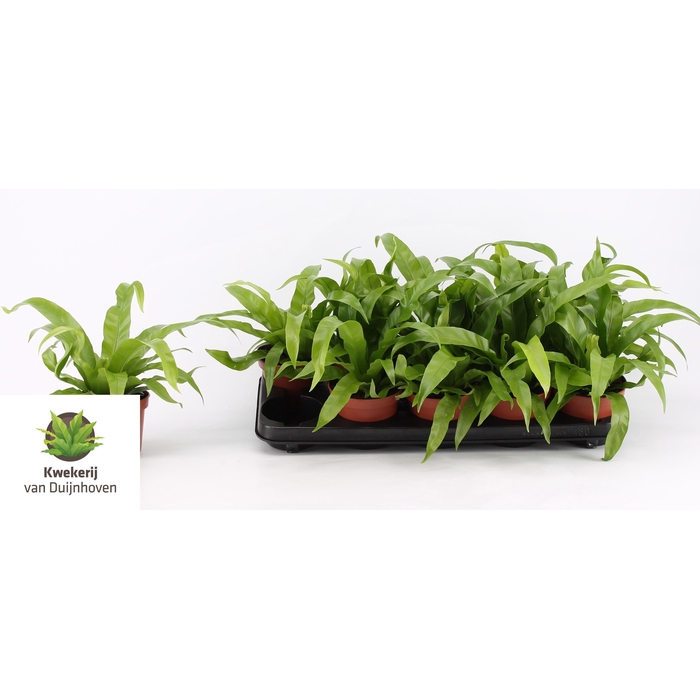 <h4>Asplenium Antiquum 12Ø 25cm</h4>