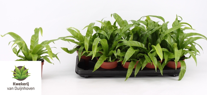 Asplenium Antiquum 12Ø 25cm