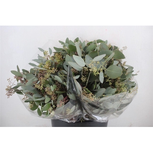 Euca Populus Berry Short 150gr P Bunch