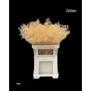 Limonium Apricot + Glitter Bio