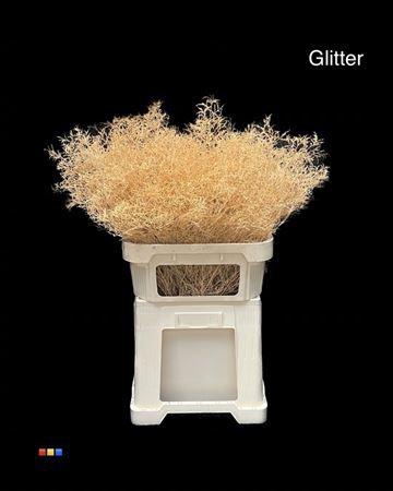 <h4>Limonium Apricot + Glitter Bio</h4>