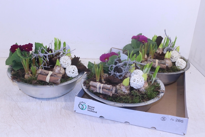 <h4>ARR TUINPLANTEN</h4>