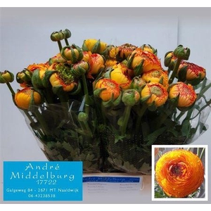 Ran Aazur Orange Str