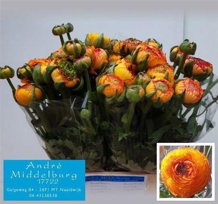 <h4>Ran Aazur Orange Str</h4>