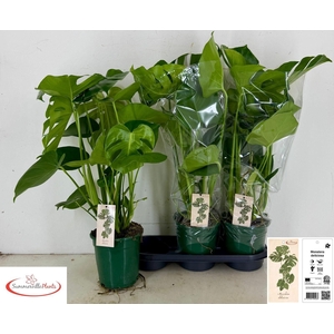 MONSTERA DELICIOSA