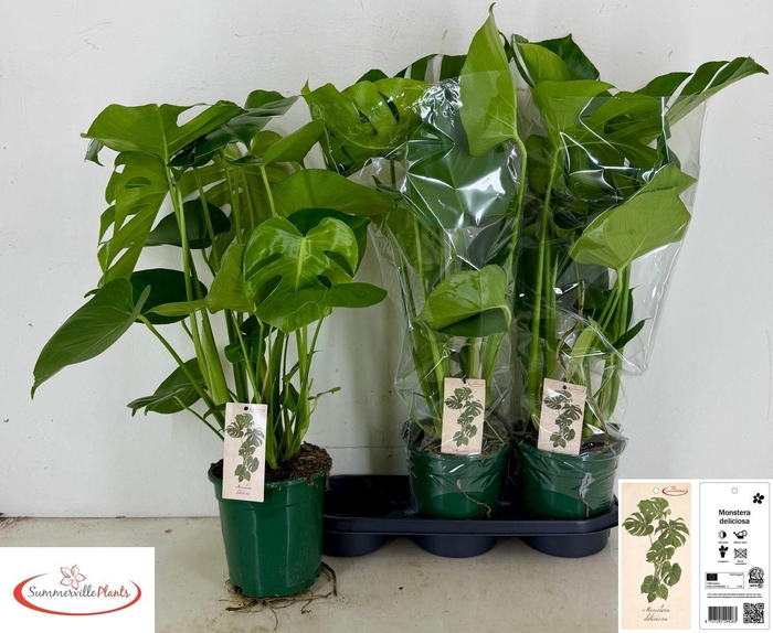 <h4>MONSTERA DELICIOSA</h4>