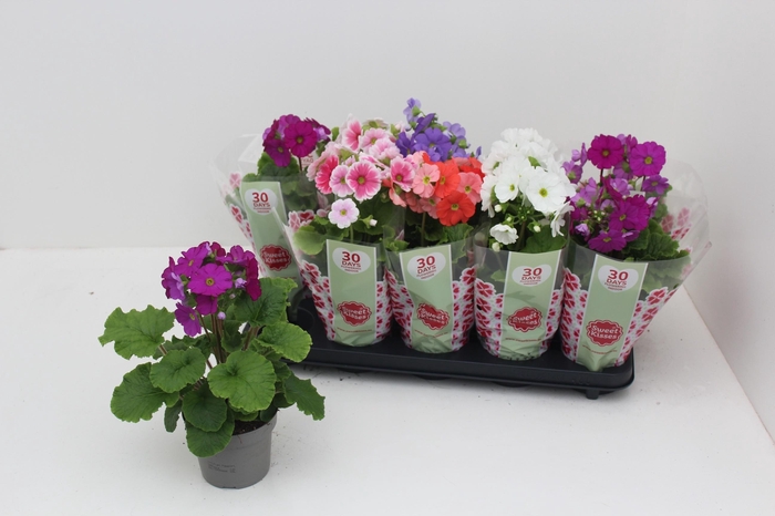 arr8 Prim Ob Sweetk A Gem