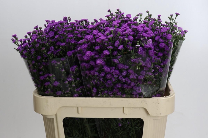 <h4>Aster Baby Pink</h4>