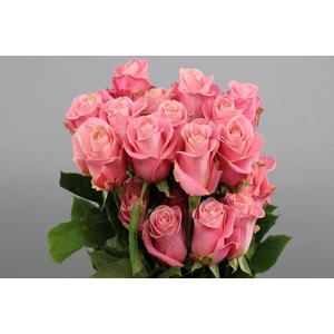 Rosa ec hermosa