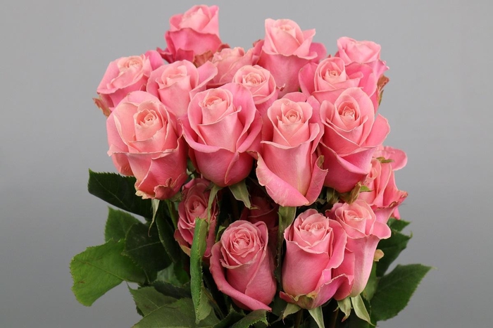 <h4>Rosa ec hermosa</h4>