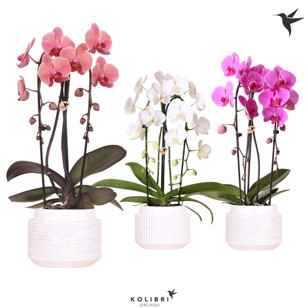 <h4>Kolibri Orchids Cascade Niagarafall 2 spike Maze white</h4>