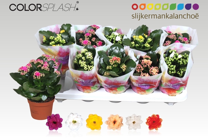 <h4>KAL GE GEM 6 KL</h4>