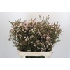 Chamelaucium Moonlight Delight