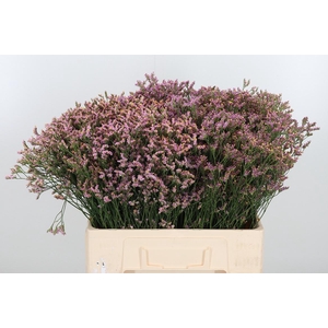Limonium Crystal Pink