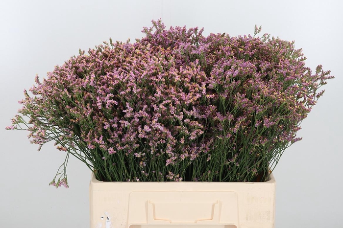<h4>Limonium Crystal Pink</h4>