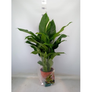 Spathiphyllum  'Sweet Lauretta'