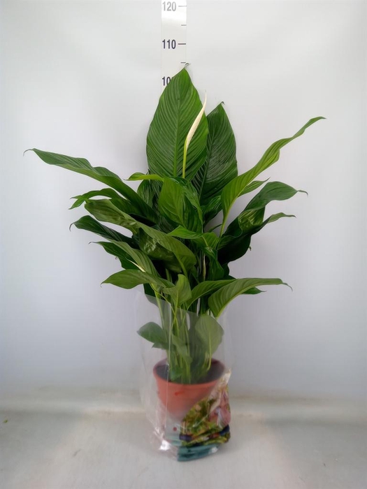 <h4>Spathiphyllum  'Sweet Lauretta'</h4>
