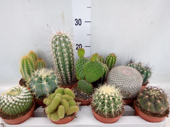 <h4>Cactus   ...mix</h4>