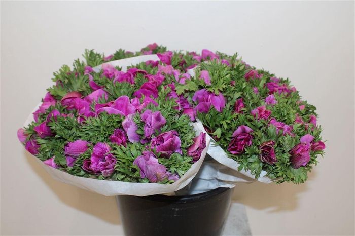 <h4>Anem Marianne Lilac</h4>