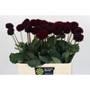 Dahlia Black Lars