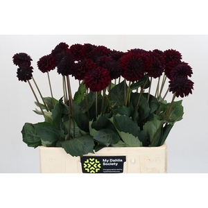 Dahlia Black Lars