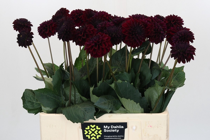 Dahlia Black Lars