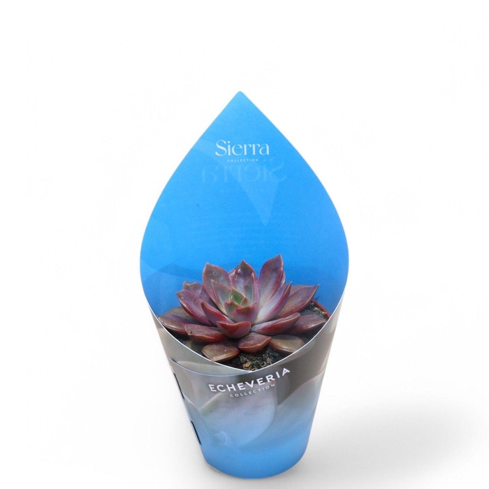 <h4>Sierra's - Echeveria Mina</h4>