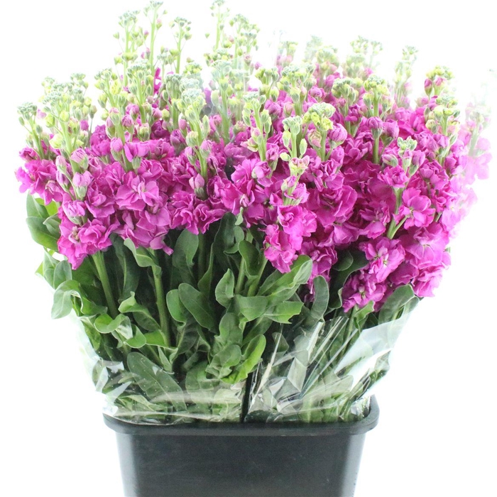 <h4>Matth Incana Iron Rose Pink</h4>