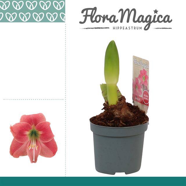 <h4>HIPPEASTRUM KOLIBRI AMALFI</h4>