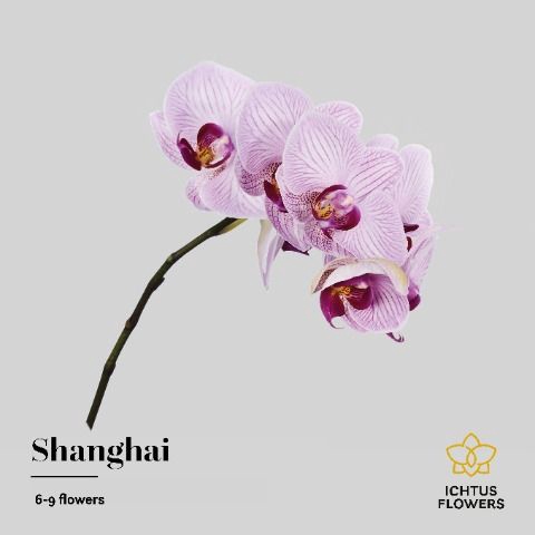 <h4>Phal T An Shanghai</h4>