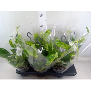 Epipremnum pinn.   HG