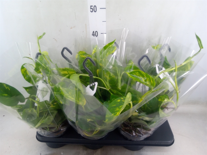 <h4>Epipremnum pinn.   HG</h4>